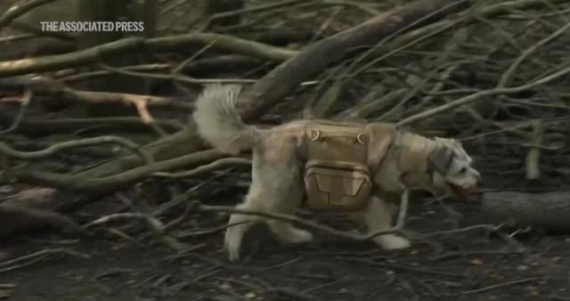 Perros Con Mochilas Siembran Semillas De Reforestaci N La Jornada Videos