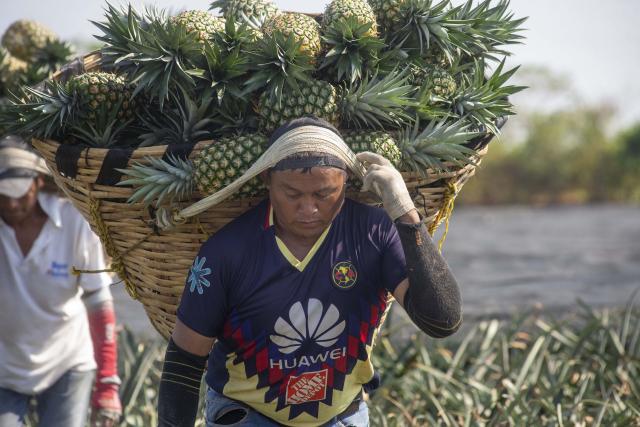 Popolucas, con bajos salarios y largas jornadas en cultivos de piña de Veracruz