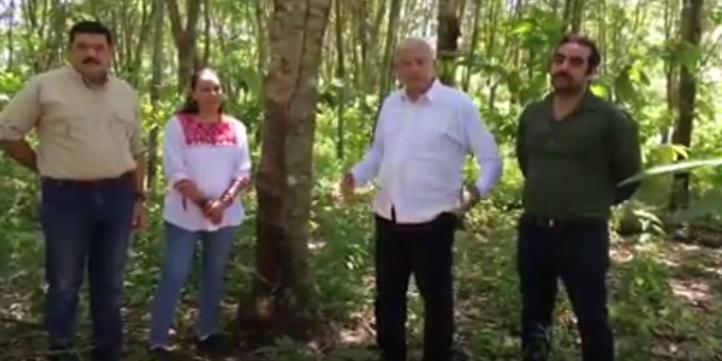 AMLO anuncia la siembra de un millón de hectáreas de árboles frutales y  maderables - La Jornada Videos